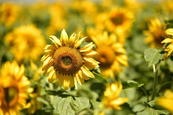Où apprendre les danses traditionnelles en Écosse : écoles et événements ?