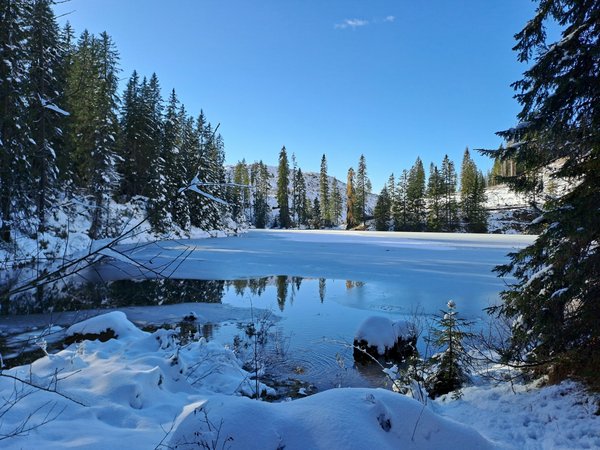 Comment organiser une croisière qui propose des excursions pour observer les manchots en Antarctique?